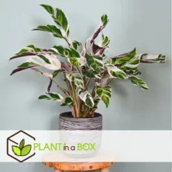 Calathea 'white Fusion' - Pot ⌀14cm - H.30-40cm (hauteur Pot Incluse) -Magasin De Plantes De Qualité 6423335ee30885.64669425
