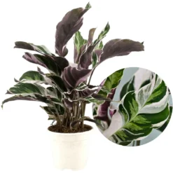 Calathea 'white Fusion' - Pot ⌀14cm - H.30-40cm (hauteur Pot Incluse)