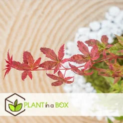 Acer Palmatum 'beni Maiko' - érable Du Japon - Pot 19cm - Hauteur 60-70cm -Magasin De Plantes De Qualité 6426d375c7d192.60013909