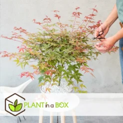 Acer Palmatum 'beni Maiko' - érable Du Japon - Pot 19cm - Hauteur 60-70cm -Magasin De Plantes De Qualité 6426d375d1a313.38780890