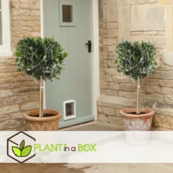 Olea Europaea - Set De 2 - D'olivier Dans Un Panier - Pot 14cm - Hauteur 45-55cm -Magasin De Plantes De Qualité 6426d381a6a7a4.38830444