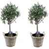 Olea Europaea - Set De 2 - D'olivier Dans Un Panier - Pot 14cm - Hauteur 45-55cm