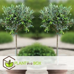 Olea Europaea - Set De 2 - D'olivier Dans Un Panier - Pot 14cm - Hauteur 45-55cm -Magasin De Plantes De Qualité 6426d381b49471.23857350
