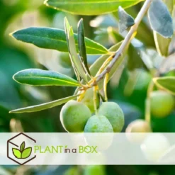 Olea Europaea - Olivier Rustique Sur Tige - Pot 21cm - Hauteur 90-100cm -Magasin De Plantes De Qualité 6426d382deb009.92100906