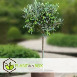 Olea Europaea - Olivier Rustique Sur Tige - Pot 19cm - Hauteur 80-90cm -Magasin De Plantes De Qualité 6426d383827b69.56892104