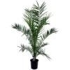 Phoenix Canariensis - Palmier Dattier - Pot 19cm - Hauteur 80-100cm