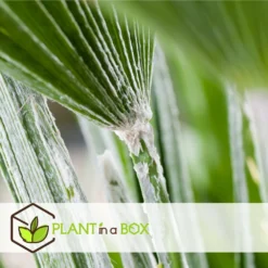 Chamaerops Humilis - Set De 2 - Palmier - Pot 15cm - Hauteur 50-60cm -Magasin De Plantes De Qualité 6426d61279d5a9.65125664