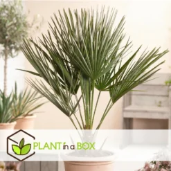 Chamaerops Humilis - Set De 2 - Palmier - Pot 15cm - Hauteur 50-60cm -Magasin De Plantes De Qualité 6426d612834808.83751907