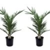 Phoenix Canariensis - Set De 2 - Palmier Dattier - Pot 15cm - Hauteur 50-60cm