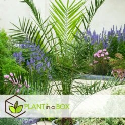 Phoenix Canariensis - Set De 2 - Palmier Dattier - Pot 19cm - Hauteur 80-100cm 7 Phoenix Canariensis - Set De 2 - Palmier Dattier - Pot 19cm - Hauteur 80-100cm -Magasin De Plantes De Qualité 6426d613b7aa14.20735291