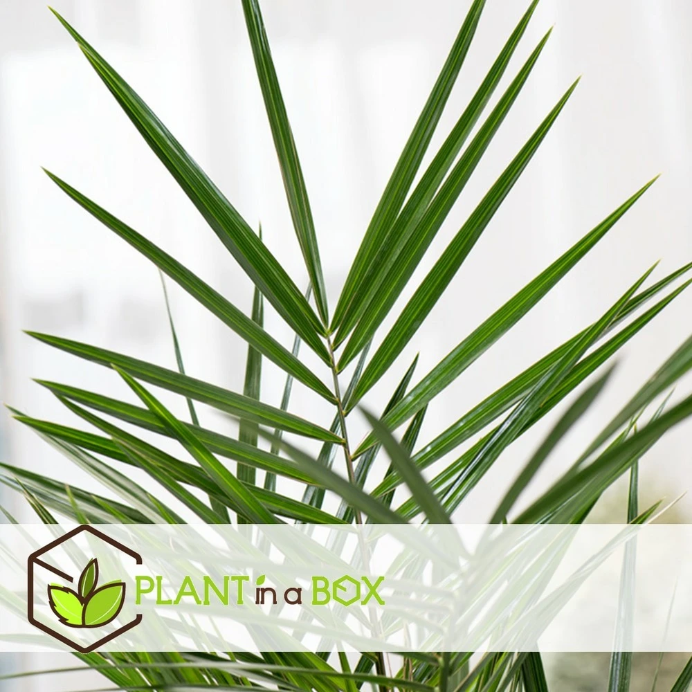 Phoenix Canariensis - Set De 2 - Palmier Dattier - Pot 19cm - Hauteur 80-100cm 3 Phoenix Canariensis - Set De 2 - Palmier Dattier - Pot 19cm - Hauteur 80-100cm – Image 3