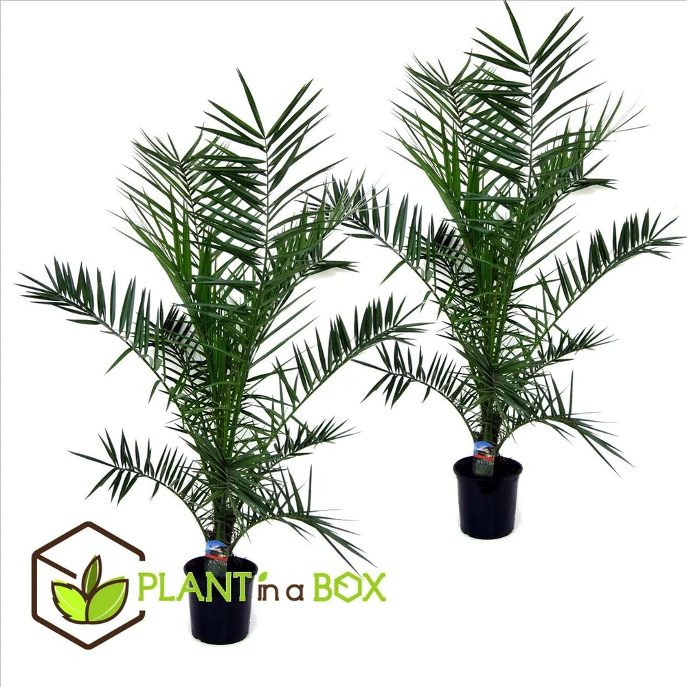 Phoenix Canariensis - Set De 2 - Palmier Dattier - Pot 19cm - Hauteur 80-100cm 2 Phoenix Canariensis - Set De 2 - Palmier Dattier - Pot 19cm - Hauteur 80-100cm – Image 2