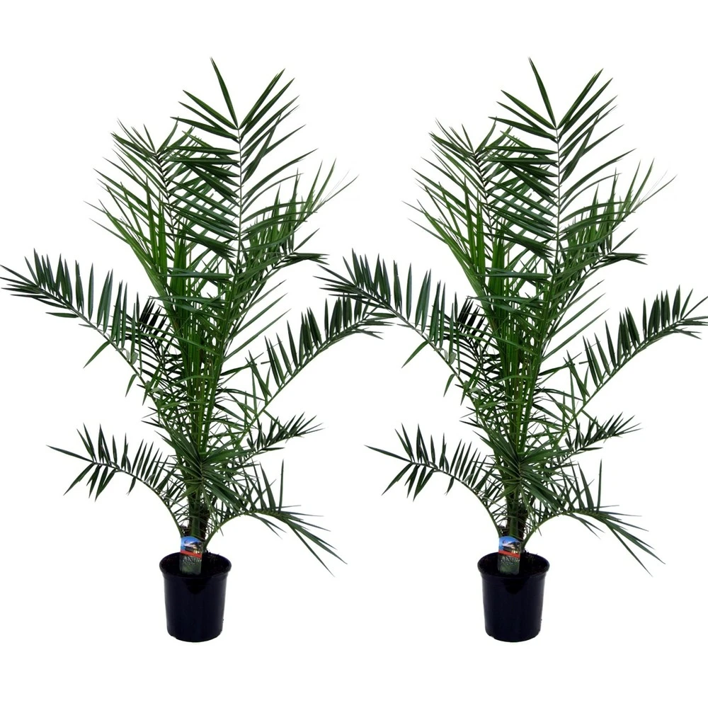 Phoenix Canariensis - Set De 2 - Palmier Dattier - Pot 19cm - Hauteur 80-100cm 1 Phoenix Canariensis - Set De 2 - Palmier Dattier - Pot 19cm - Hauteur 80-100cm