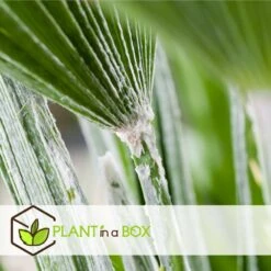 Chamaerops Humilis - Palmier Nain Européen - Pot 15cm - Hauteur 50-60cm -Magasin De Plantes De Qualité 6426d6147496f9.18718756