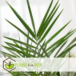 Phoenix Canariensis - Set De 4 - Palmier Dattier - Pot 15cm - Hauteur 50-60cm -Magasin De Plantes De Qualité 6426d614f24c14.99302347