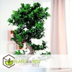Ficus Ginseng S-shape - Japonaise Bonsai - Pot 20cm - Hauteur 55-65cm -Magasin De Plantes De Qualité 6426d635491757.30711161