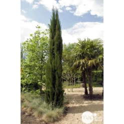 Cupressus Sempervirens Stricta : H. 250/300 Cm -Magasin De Plantes De Qualité 64282 001
