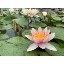Nymphaea 'paul Hariot'