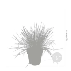 3x Festuca Glauca 'eisvogel' - Fétuque Bleue - Rustique - ⌀10.5 Cm - ↕15-20 Cm -Magasin De Plantes De Qualité 64305ddf5d40b7.11239263