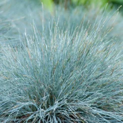 3x Festuca Glauca 'eisvogel' - Fétuque Bleue - Rustique - ⌀10.5 Cm - ↕15-20 Cm -Magasin De Plantes De Qualité 64305ddf741ec3.51952247