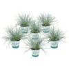 3x Festuca Glauca 'eisvogel' - Fétuque Bleue - Rustique - ⌀10.5 Cm - ↕15-20 Cm