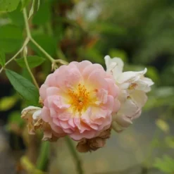 Rosier Ancien 'ghislaine De Féligonde' - Rosa 3l -Magasin De Plantes De Qualité 644283dd889904.04327991