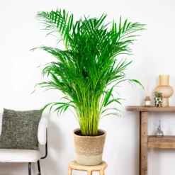 Dypsis Lutescens Incl. Panier Nea - Golden Palm - Facile D'entretien - ⌀21 Cm - ↕100-110 Cm -Magasin De Plantes De Qualité 6450ff678d22a6.50524054