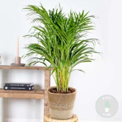 Dypsis Lutescens Incl. Panier En Jute - Gold Palm - ⌀20 Cm - ↕90-100 Cm -Magasin De Plantes De Qualité 6450ff692c8513.78275314