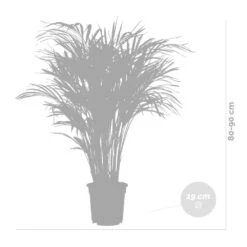 Dypsis Lutescens Incl. Panier En Jute - Gold Palm - ⌀20 Cm - ↕90-100 Cm -Magasin De Plantes De Qualité 6450ff69317dd9.08054286