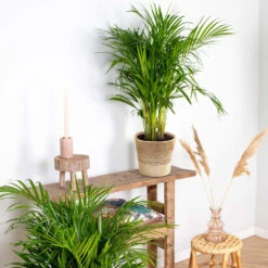 Dypsis Lutescens Incl. Panier En Jute - Gold Palm - ⌀20 Cm - ↕90-100 Cm -Magasin De Plantes De Qualité 6450ff6934f1c0.48798216