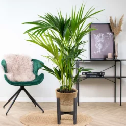 Howea Forsteriana Incl. Panier En Jute - Palmier Kentia - ⌀19 Cm - ↕90-100 Cm -Magasin De Plantes De Qualité 6450ff6ad42705.73721678