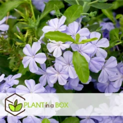 Plumbago Auriculata - Set De 6 - Grimpante Fleurie - Pot 9cm - Hauteur 25-40cm 7 Plumbago Auriculata - Set De 6 - Grimpante Fleurie - Pot 9cm - Hauteur 25-40cm -Magasin De Plantes De Qualité 64594c844e6b83.51847532