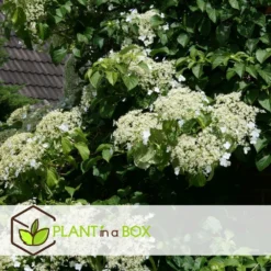 Hortensia Petiolaris - Set De 6 - Hortensia Grimpant - Pot 9cm - Hauteur 25-40cm 8 Hortensia Petiolaris - Set De 6 - Hortensia Grimpant - Pot 9cm - Hauteur 25-40cm -Magasin De Plantes De Qualité 64594c8e24d139.12664719