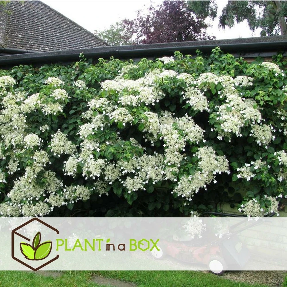 Hortensia Petiolaris - Set De 6 - Hortensia Grimpant - Pot 9cm - Hauteur 25-40cm 5 Hortensia Petiolaris - Set De 6 - Hortensia Grimpant - Pot 9cm - Hauteur 25-40cm – Image 5