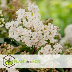 Viburnum Tinus - Set De 4 - Véritable Laurier - Pot 17cm - Hauteur 25-40cm -Magasin De Plantes De Qualité 64594fc73362b6.46971732