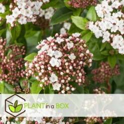 Viburnum Tinus - Set De 4 - Véritable Laurier - Pot 17cm - Hauteur 25-40cm -Magasin De Plantes De Qualité 64594fc73be811.42083201