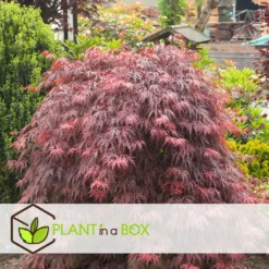 Acer Palmatum 'garnet' - Set De 2 - Erable - Pot 19cm - Hauteur 60-70cm -Magasin De Plantes De Qualité 64594fca26f953.48731481