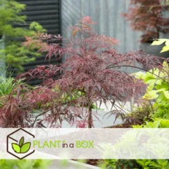 Acer Palmatum 'garnet' - Set De 2 - Erable - Pot 19cm - Hauteur 60-70cm -Magasin De Plantes De Qualité 64594fca3d1201.97776738