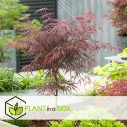 Acer Palmatum 'garnet' - Set De 2 - Erable - Pot 19cm - Hauteur 60-70cm -Magasin De Plantes De Qualité 64594fca4b0651.02108510