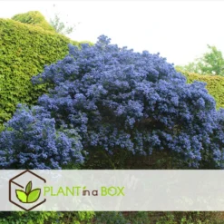 Ceanothus Thyrsiflorus Repens - Set De 2 - Arbuste - Pot 17cm - Hauteur 60-70cm -Magasin De Plantes De Qualité 6459513fcb8ff0.38365797