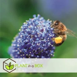 Ceanothus Thyrsiflorus Repens - Arbuste - Pot 17cm - Hauteur 60-70cm -Magasin De Plantes De Qualité 64595167209750.66688397