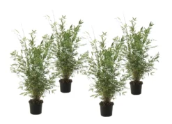 Fargesia Gansu - Set De 4 - Bambou Non Invasif - Pot 17cm - Hauteur 50-70cm
