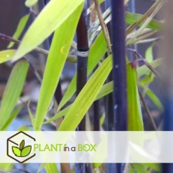 Fargesia Gansu - Set De 6 - Bambou Non Invasif - Pot 17cm - Hauteur 50-70cm -Magasin De Plantes De Qualité 6459517105b0d2.88112397