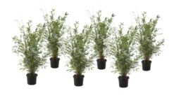 Fargesia Gansu - Set De 6 - Bambou Non Invasif - Pot 17cm - Hauteur 50-70cm