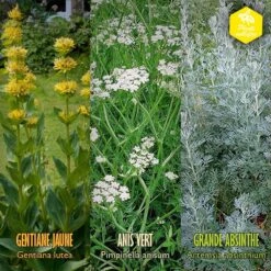 Coffret De Semences Médicinales Aromatique Apéritifs Régionaux -Magasin De Plantes De Qualité 645a39a750fff5.57002845