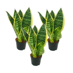 Lot De 3 Sanseveria Laurentii Trafasciata - Chanvre Vert-jaune - Pot De 9cm, Hauteur Totale Env. 20-25cm
