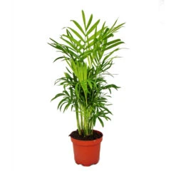 Chamaedorea Elegans - Palmier De Montagne - 3 Plantes En Pot De 12cm
