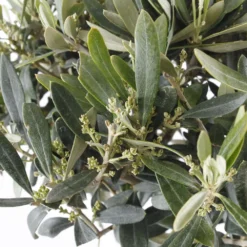 Olivier, Olea Europeae : H100 Cm Tige Pot D20cm -Magasin De Plantes De Qualité 646605 003