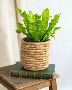Plante D'intérieur - Asplenium Crispy Wave 20cm