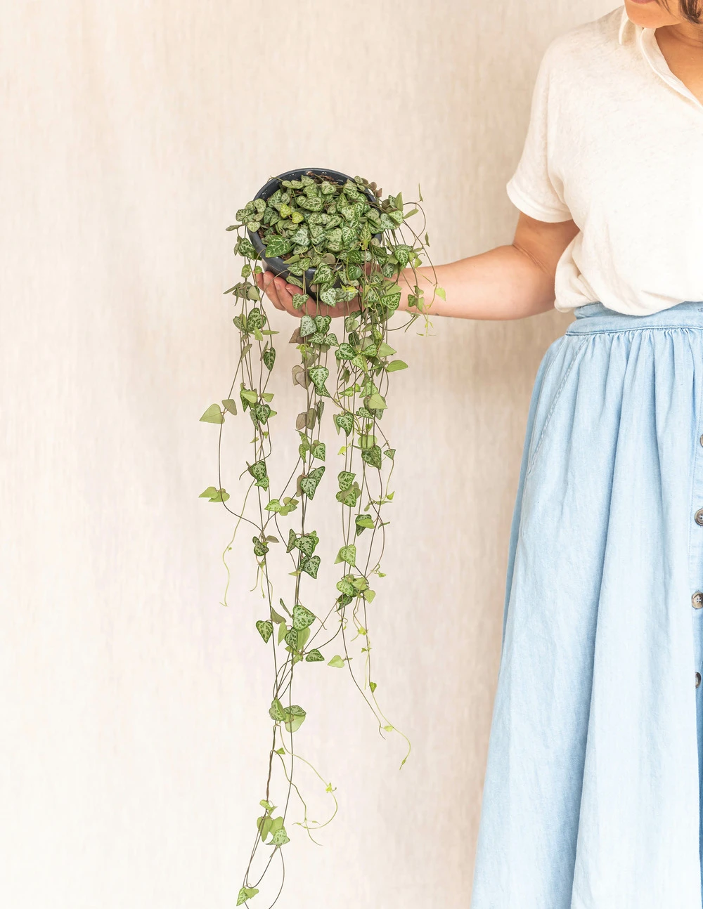 Plante D'intérieur - Grand Ceropegia Woodi - Suspension 30cm 1 Plante D'intérieur - Grand Ceropegia Woodi - Suspension 30cm